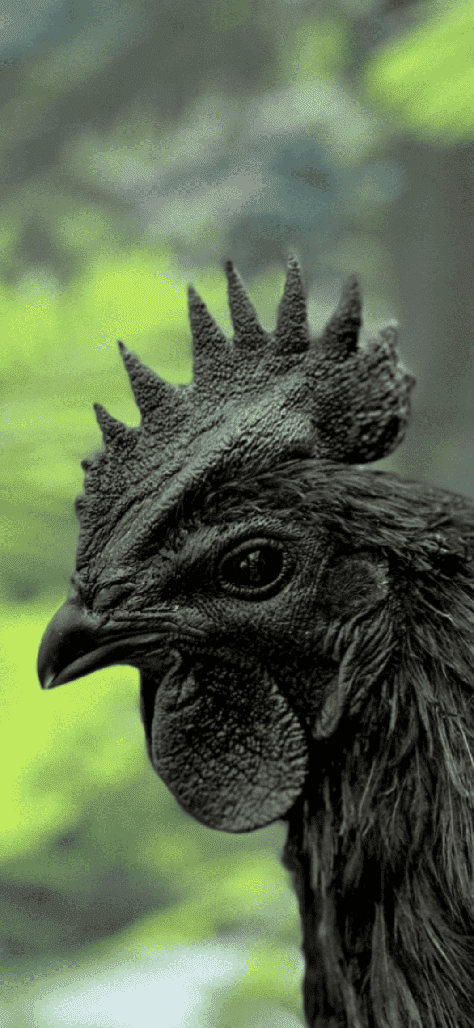 Close-up Ayam Cemani rooster with glossy iridescent black-green plumage showing breed characteristics