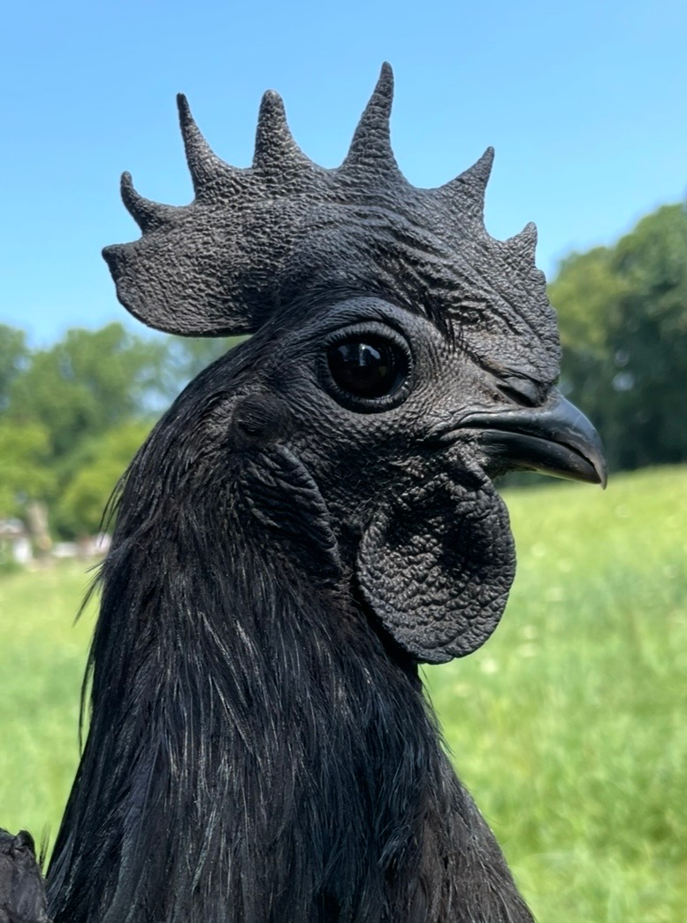 Close-up macro of Ayam Cemani keratin structure showing glossy black fibromelanistic tissue detail