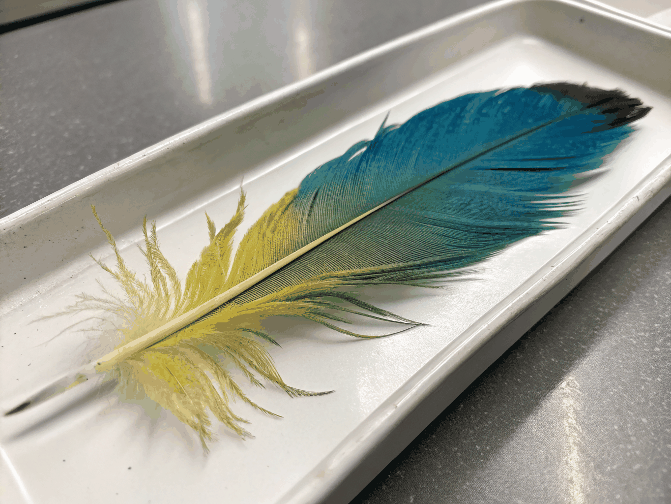 Feather structure macro and studio shot showing iridescent texture and microscopic detail