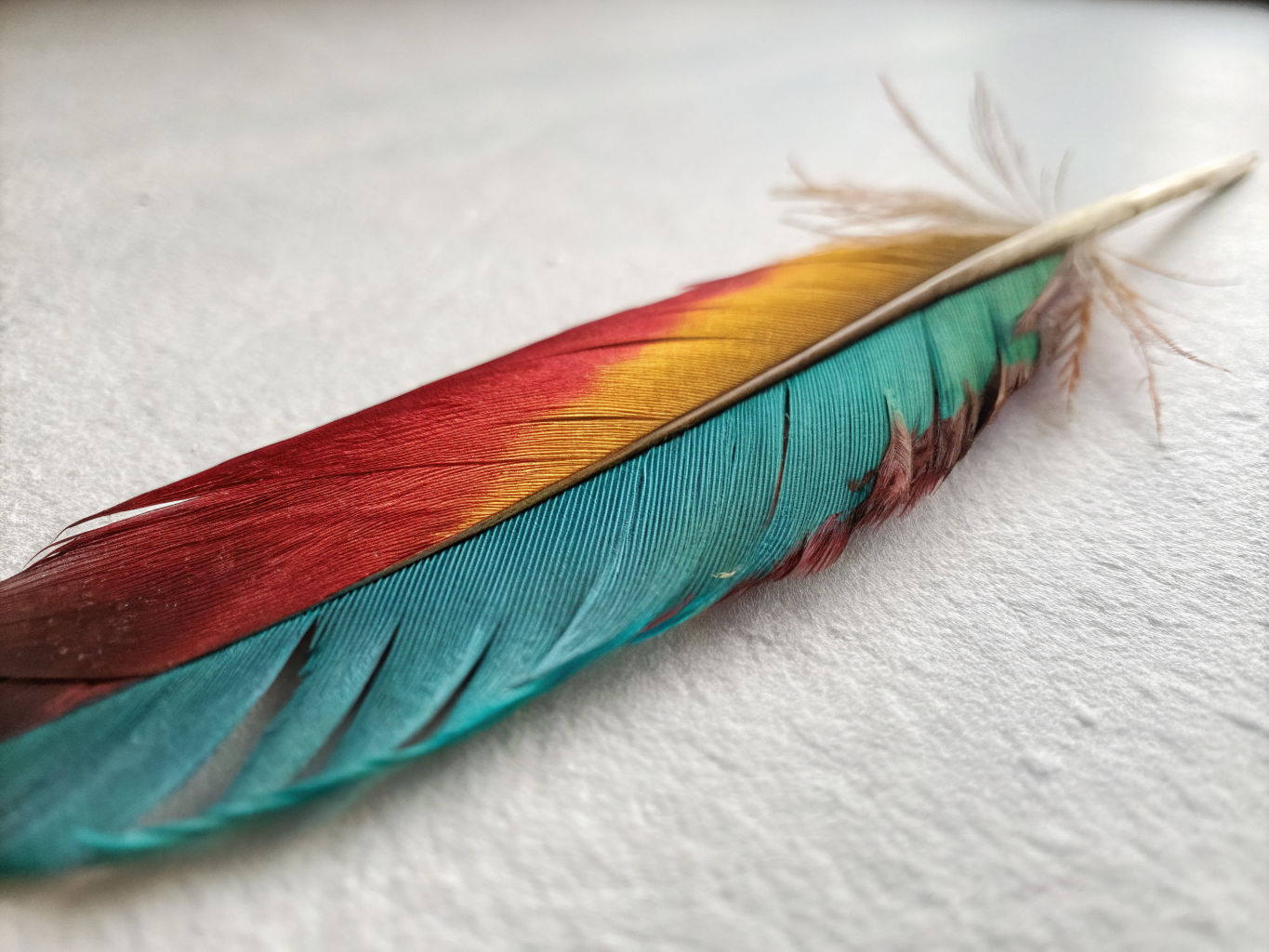 Fibromelanosis comb and beak detail studio shot with deep obsidian black coloration
